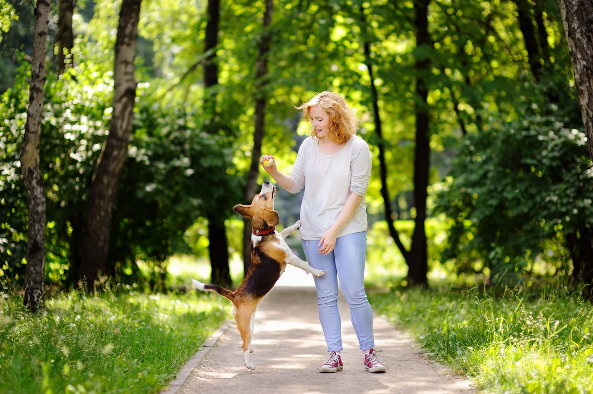 Young woman with Beagle dog in the summer park